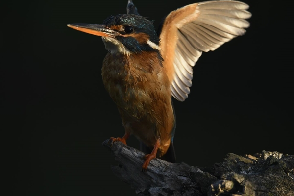 Fauna Cerro Masatrigo 68