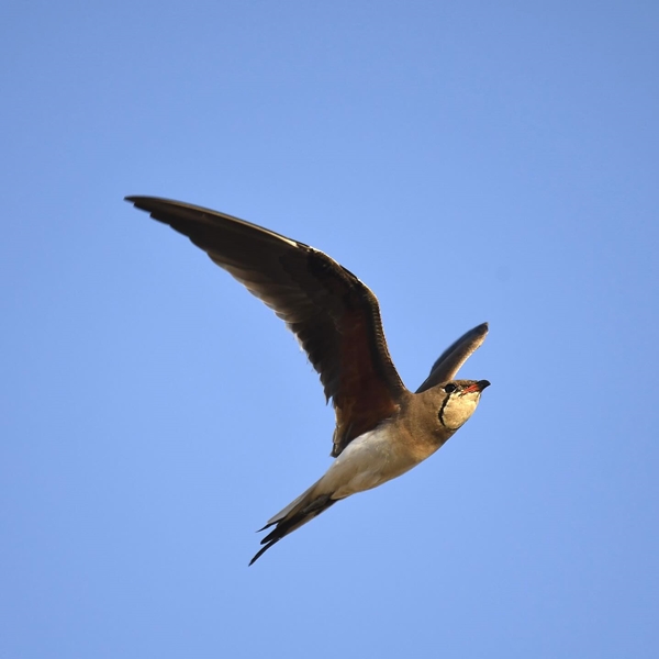 Fauna Cerro Masatrigo 69