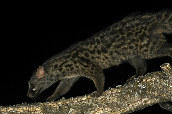 Fauna Cerro Masatrigo 70