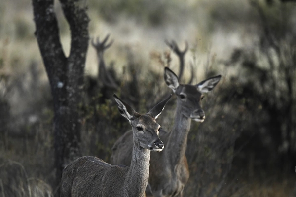 Fauna Cerro Masatrigo 71