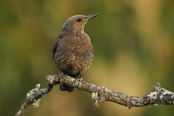 Fauna Cerro Masatrigo 72