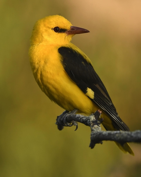 Fauna Cerro Masatrigo 73
