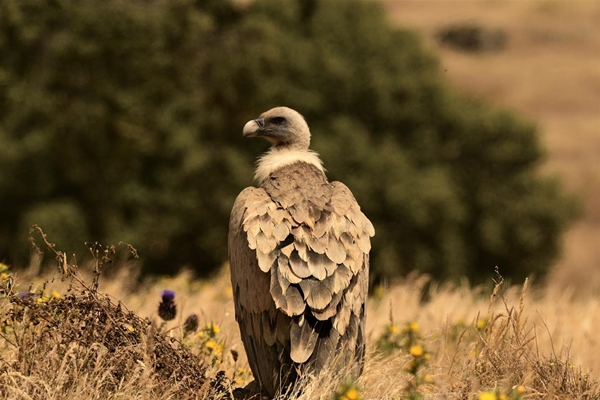 Fauna Cerro Masatrigo 82