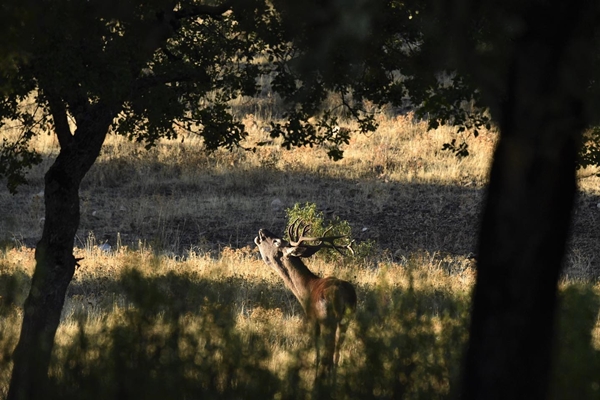 Fauna Cerro Masatrigo 83