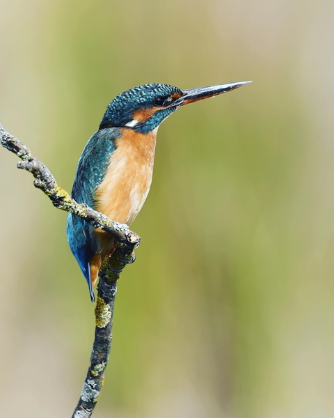 Fauna Cerro Masatrigo 84