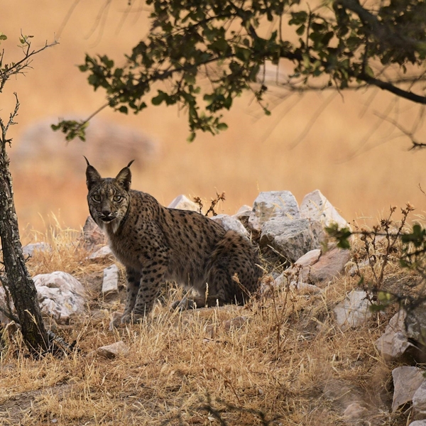 Fauna Cerro Masatrigo 85