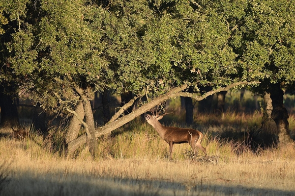 Fauna Cerro Masatrigo 86