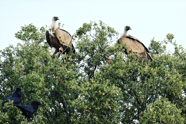 Fauna Cerro Masatrigo 87