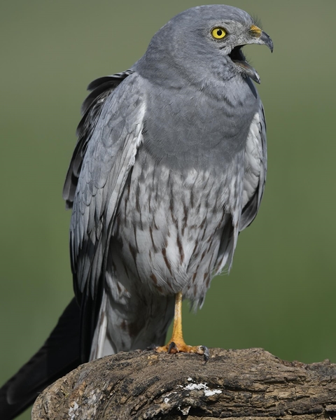 Fauna Cerro Masatrigo 89