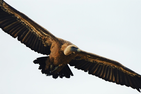 Fauna Cerro Masatrigo 90