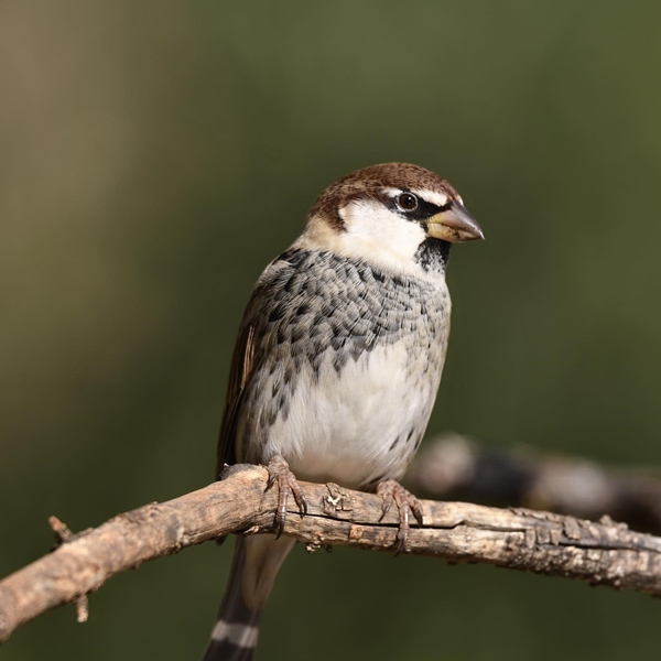 Fauna Cerro Masatrigo 92