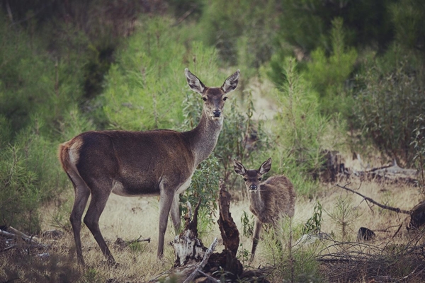 Fauna Cerro Masatrigo 93