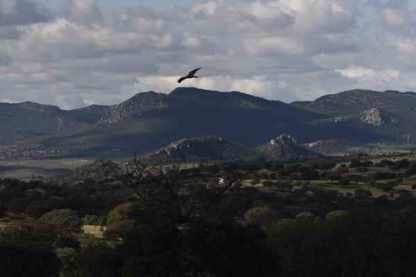 Fauna Cerro Masatrigo 94