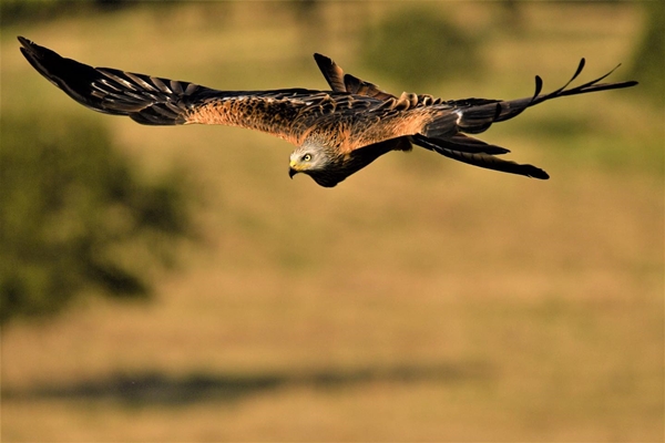 Fauna Cerro Masatrigo 95