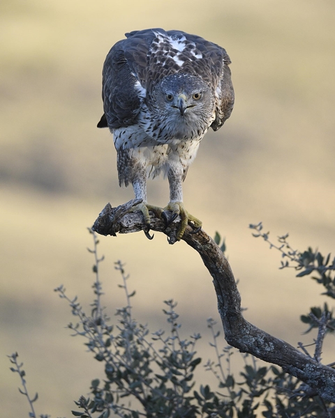 Fauna Cerro Masatrigo 96