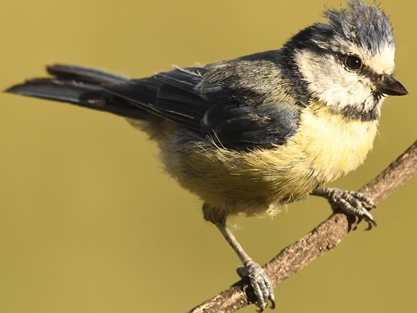 Un herrerillo común con una oruga en el pico, para alimentar a sus crías