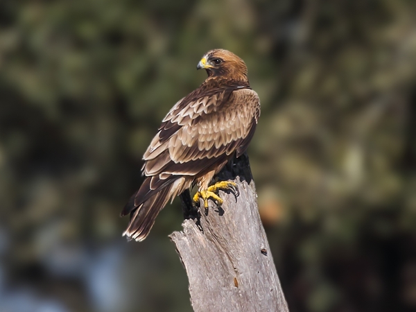 Águila calzada de morfo oscuro cazando cerca del Cerro Masatrigo 2
