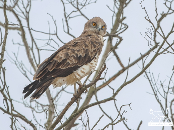 Águila culebrera posada en un árbol en la Siberia Extremeña 1