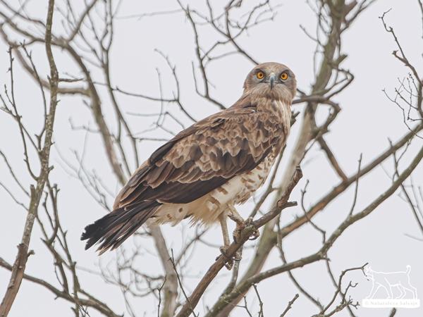 Águila culebrera posada en un árbol en la Siberia Extremeña 2