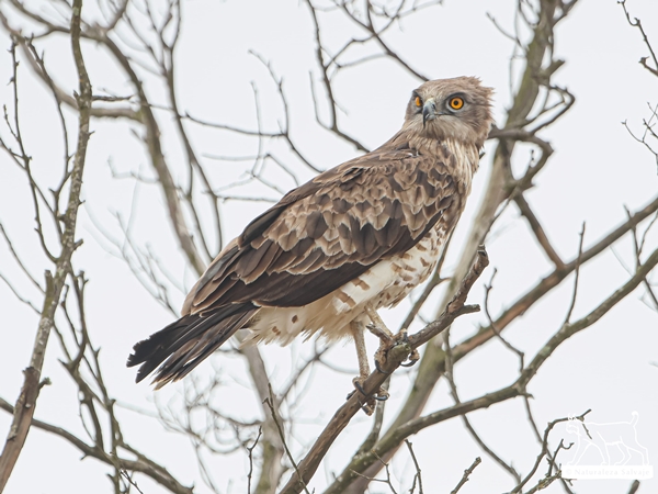 Águila culebrera posada en un árbol en la Siberia Extremeña 3