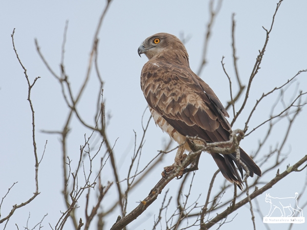 Águila culebrera posada en un árbol en la Siberia Extremeña 4