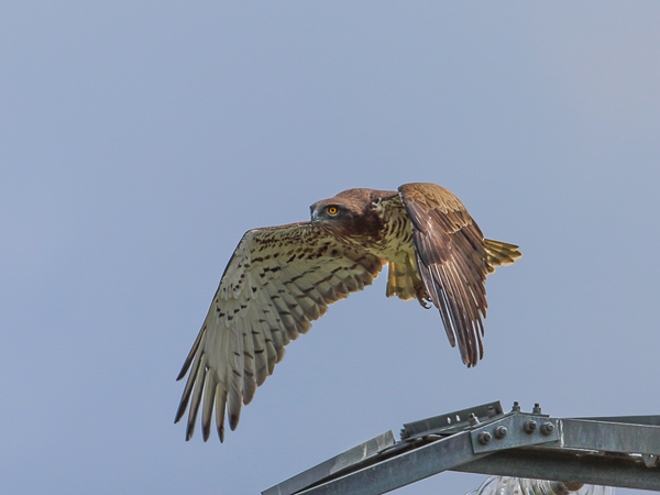 Águila culebrera sobrevolando el paisaje cerca del Cerro Masatrigo 1