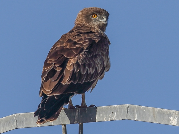 Águila culebrera posada en poste eléctrico