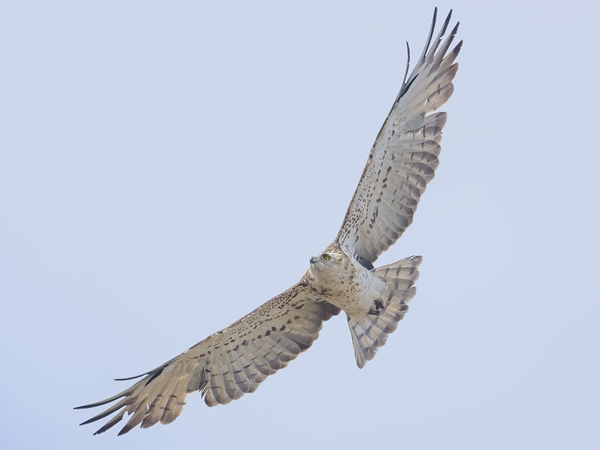 Águila culebrera sobrevolando el paisaje cerca del Cerro Masatrigo 2