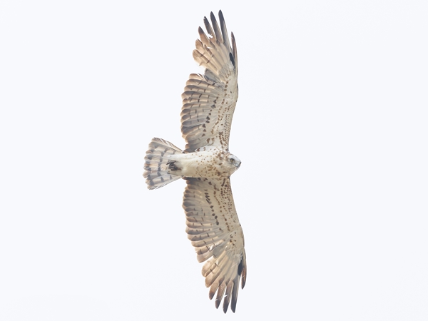 Águila culebrera sobrevolando el paisaje cerca del Cerro Masatrigo 3