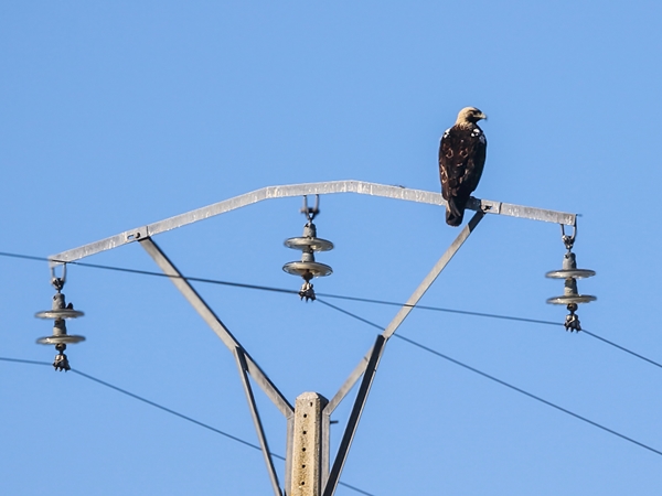 Un ejemplar adulto de águila imperial posado en poste eléctrico