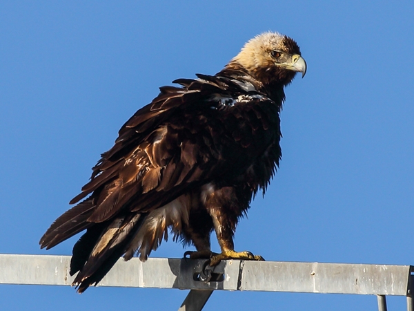 Un águila imperial en la Siberia Extremeña
