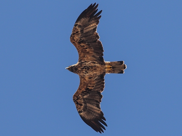 Águila imperial ibérica en vuelo mostrando los hombros blancos