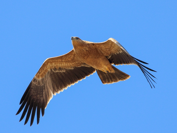 Un águila imperial ibérica volando