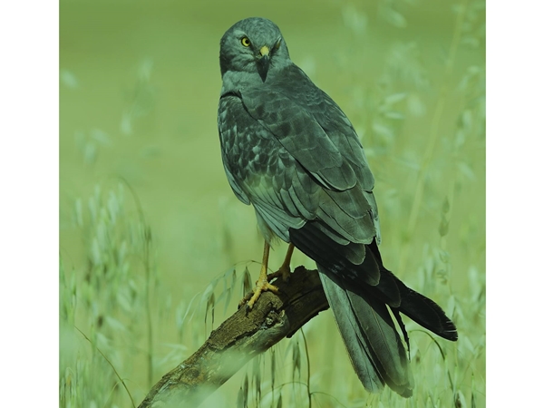 Aguilucho cenizo posado 1