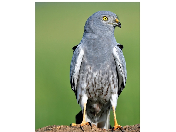 Aguilucho cenizo posado 4