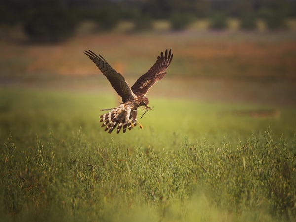 Aguilucho cenizo volando 1