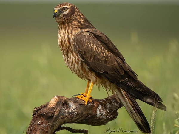 Aguilucho cenizo posado 3