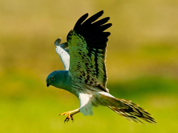 Aguilucho cenizo volando 2