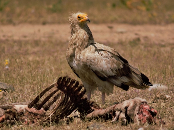 Alimoche posado en una roca en la Siberia Extremeña