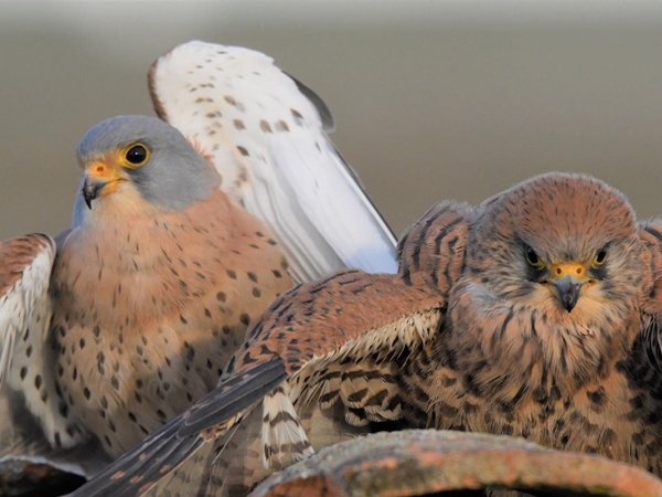 Pareja de cernícalos primilla en tejado