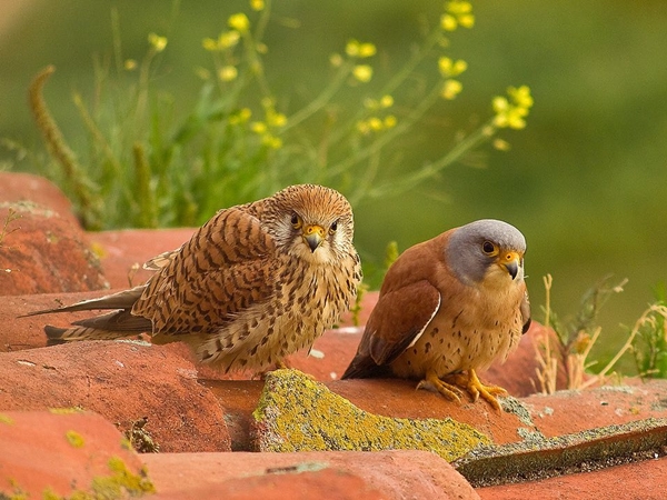 Pareja de cernícalos primilla en tejado 2