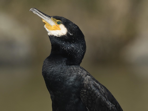 Cormoranes posados en la orilla de un embalse en Extremadura
