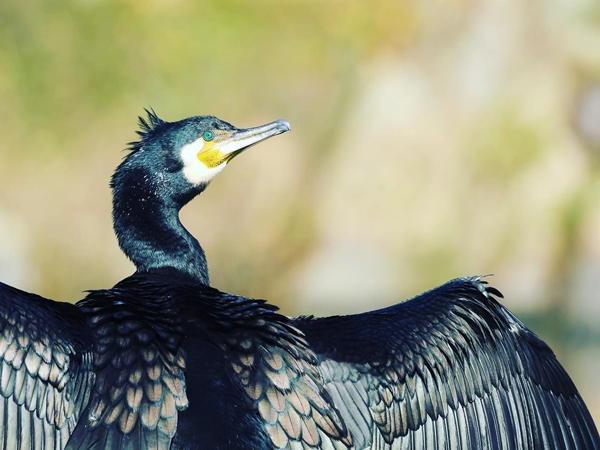 Cormorán con una presa, un pez, en el pico