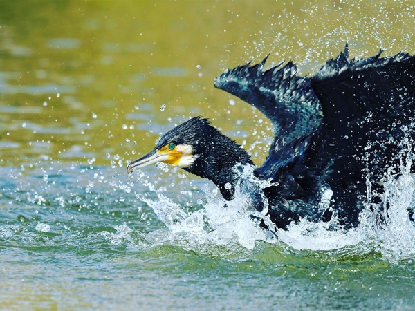 Cormorán buceando en las aguas del embalse de La Serena