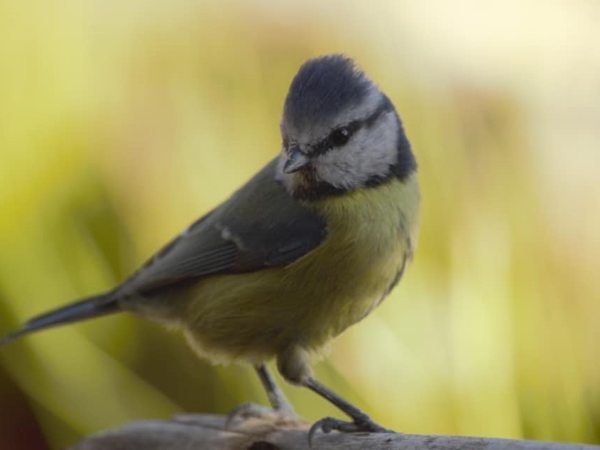 Herrerillo común posado en una rama, mostrando su plumaje amarillo y azul