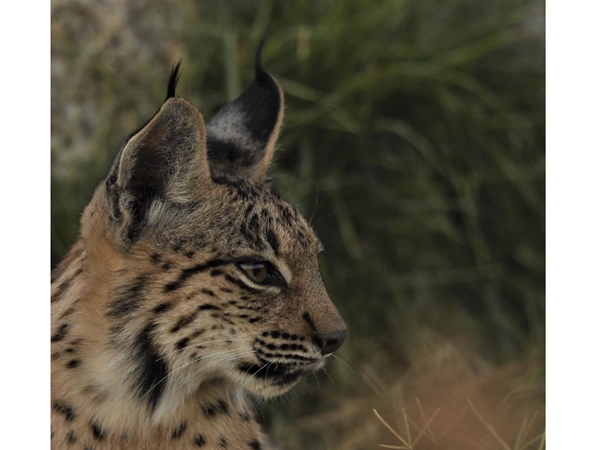 Lince ibérico