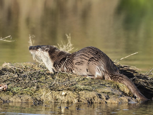 Nutria comiendo salinendo del agua