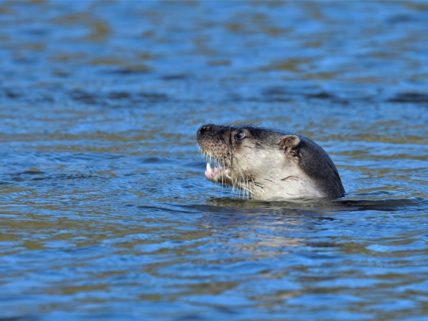 Nutria sacando la cabeza