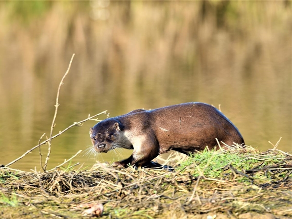 Nutria en tierra firme