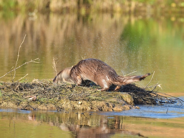 Nutria secándose
